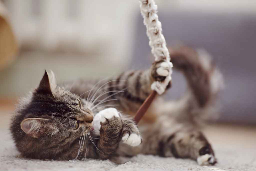 gato deitado no chão brincando com uma cordinha