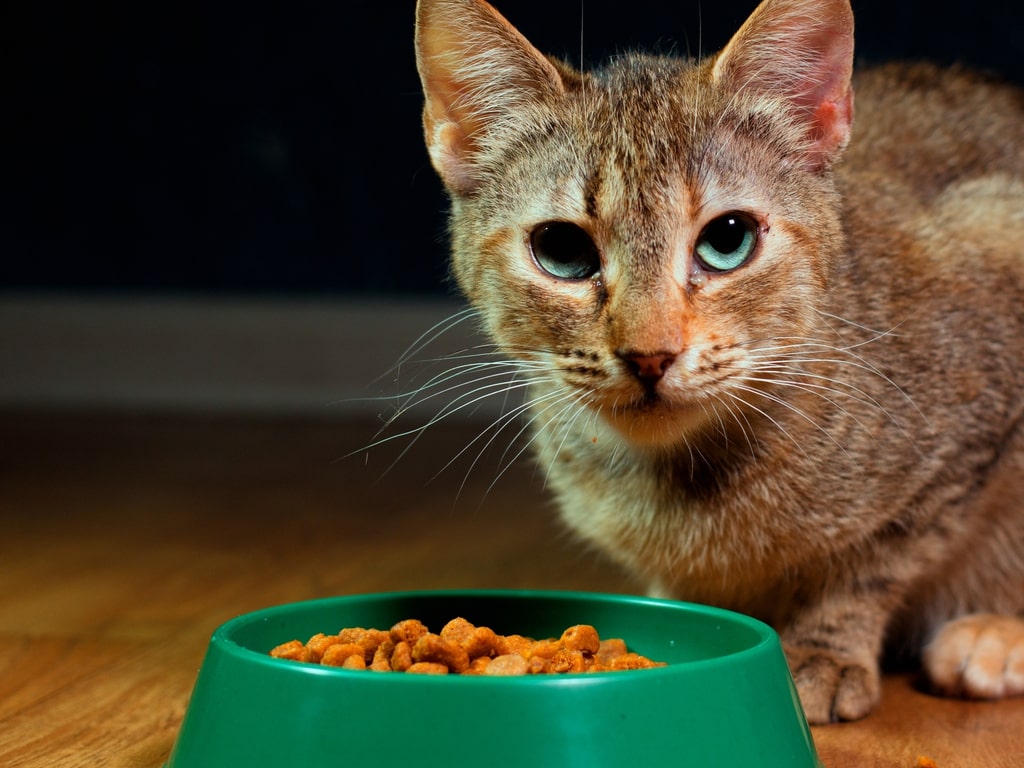gato olhando para o pote de ração