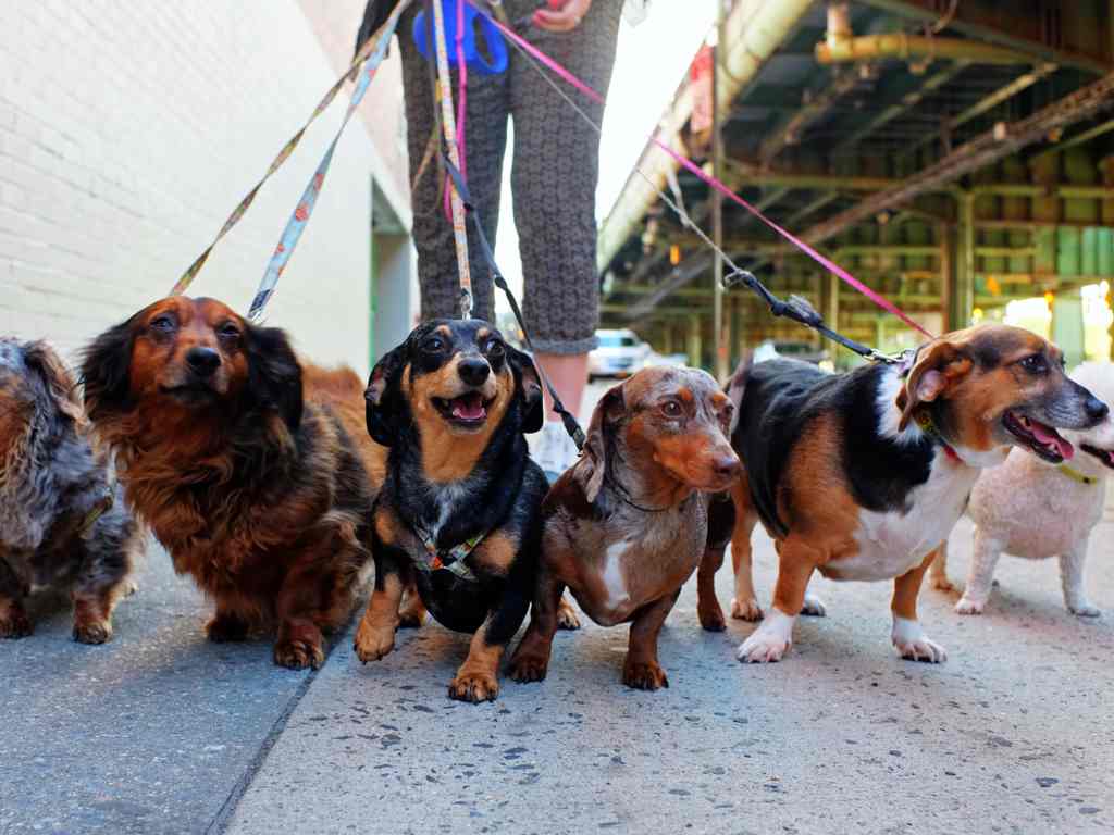 pessoa passeando com vários cachorros em coleiras