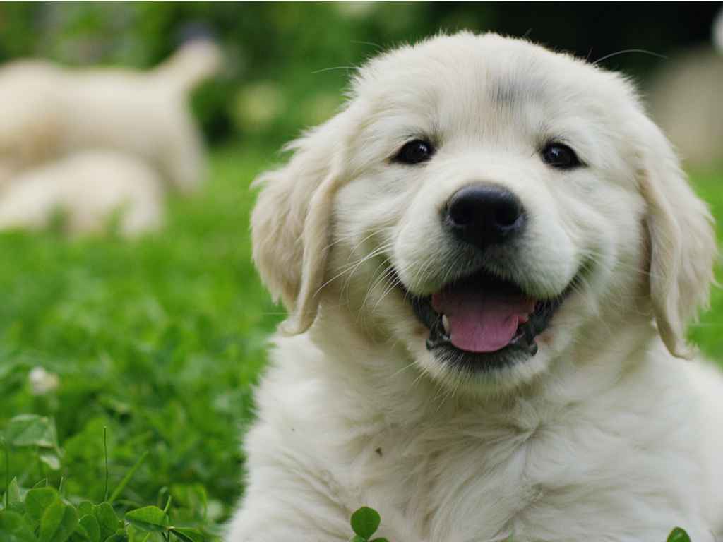 filhote de cachorro deitado na grama olhando feliz pra foto