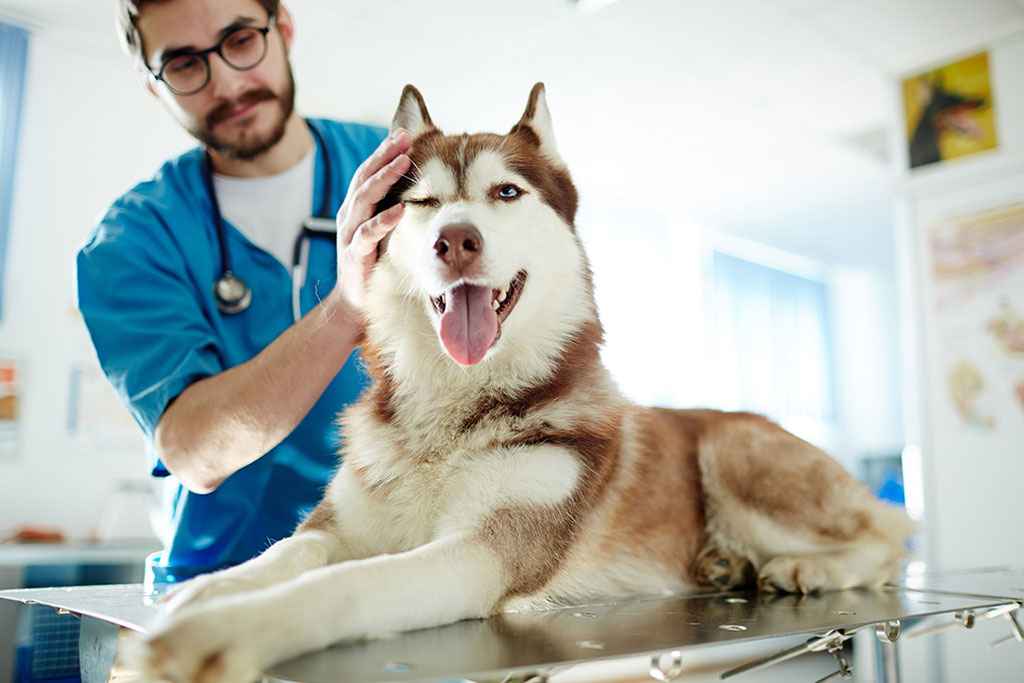 veterinário passando a mão no rosto do cachorro