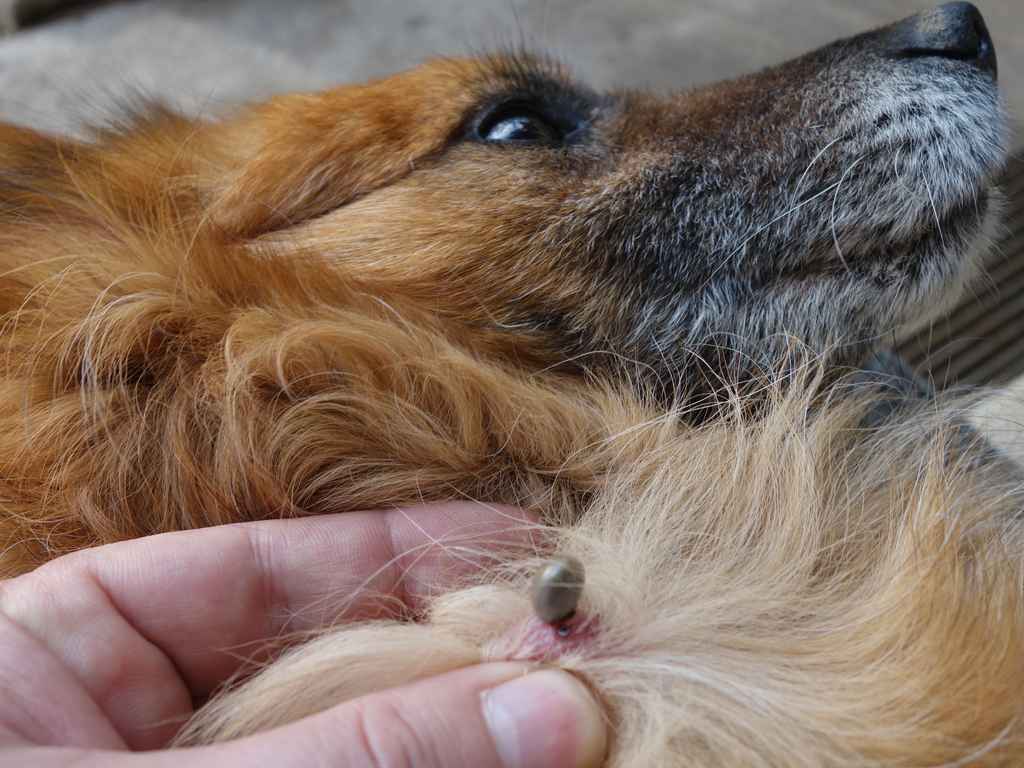 cachorro com carrapato