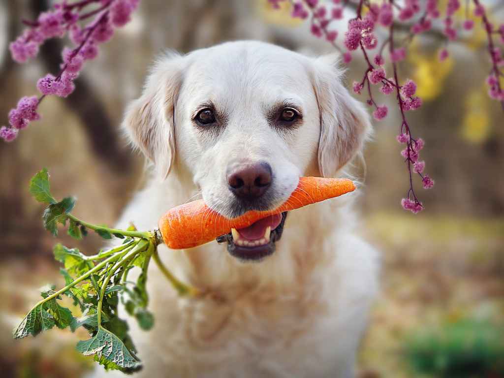 cachorro com cenoura na boca