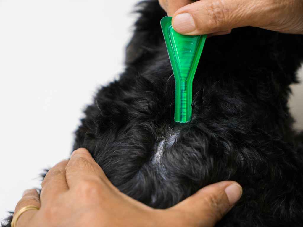 veterinário cuidando do cachorro