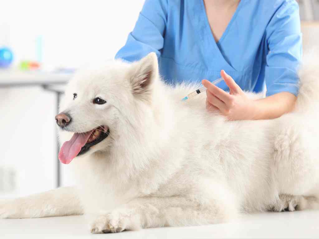 cachorro tomando vacina