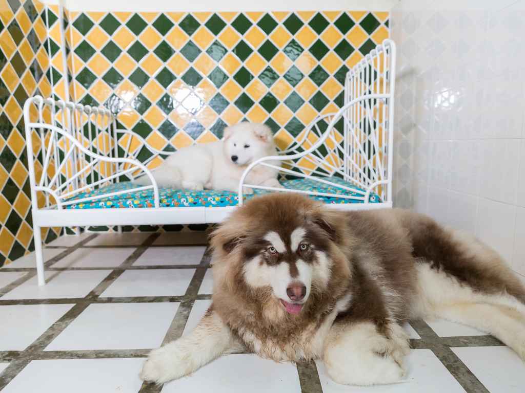 dois cachorros tranquilos deitados
