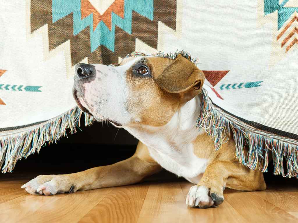 cachorro assustado e escondido embaixo da cama