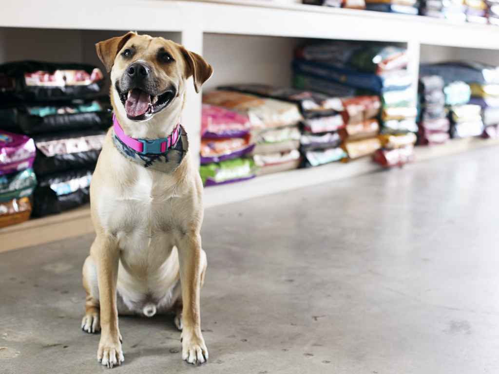 cachorro sentado no chão de uma loja de ração