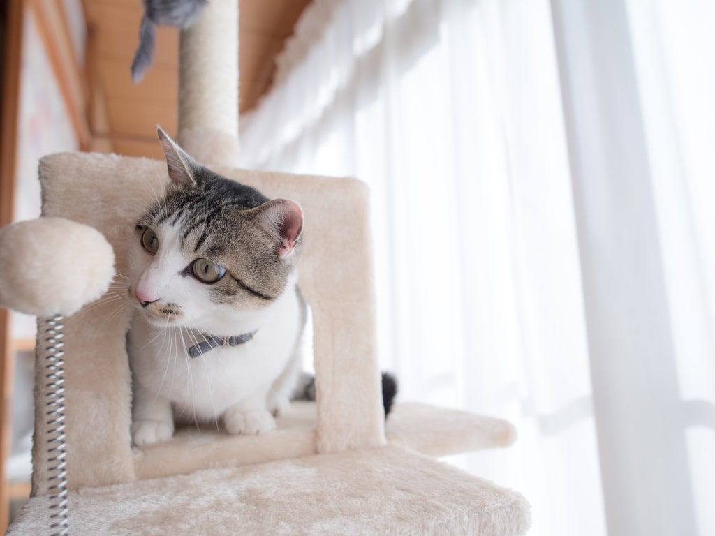 gato olhando pra bolinha de pelo