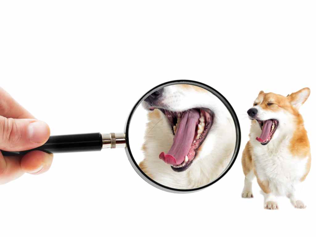 pessoa vendo os dentes do cachorro com lupa