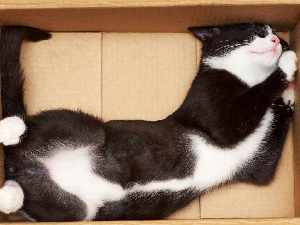 gato deitado dentro da caixa de papelão