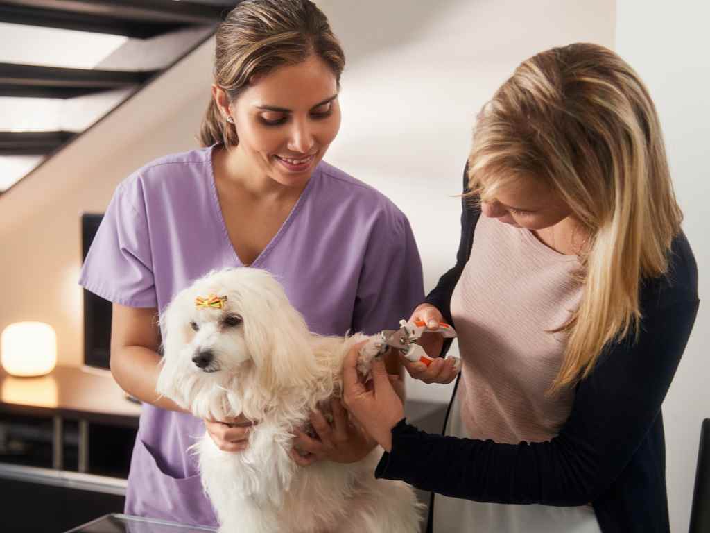 cachorro no pet shop fazendo pet care
