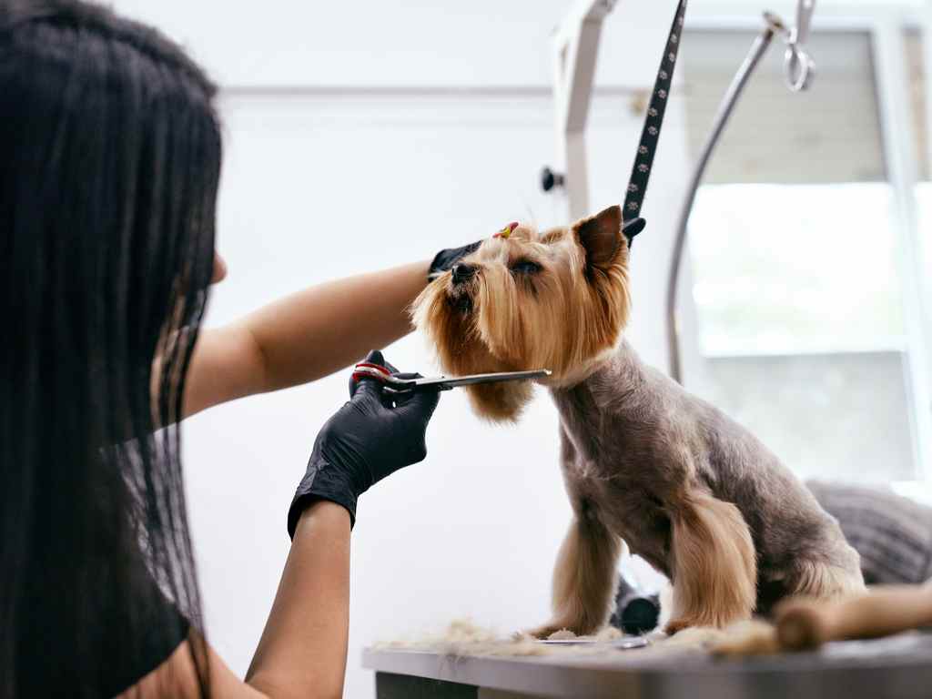 mulher aparando os pelos do cachorro
