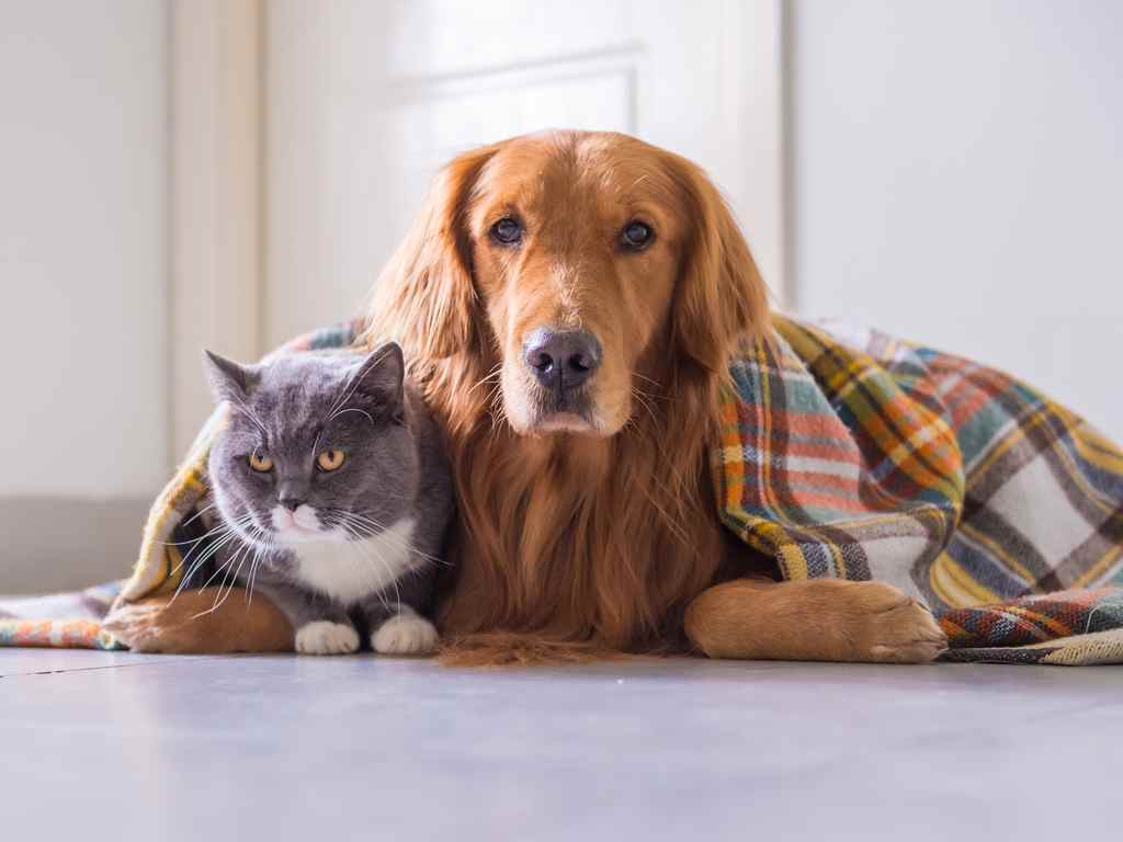 cachorro e gato deitados e cobertos