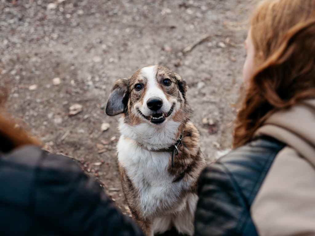 cachorro feliz