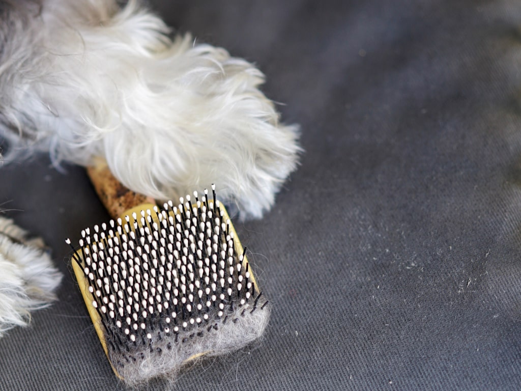 escova de pet shop com pelos de cachorro