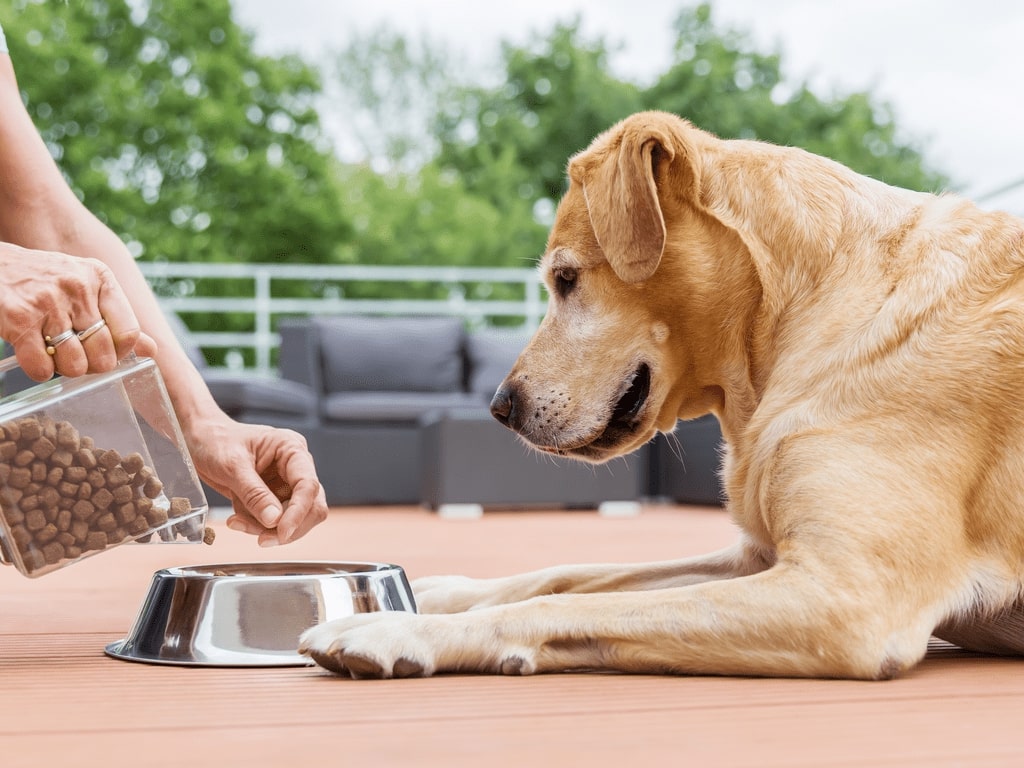 cão de meia idade olhando dono colocar ração