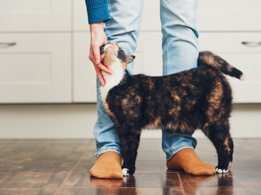 homem em pé fazendo carinho no carinho