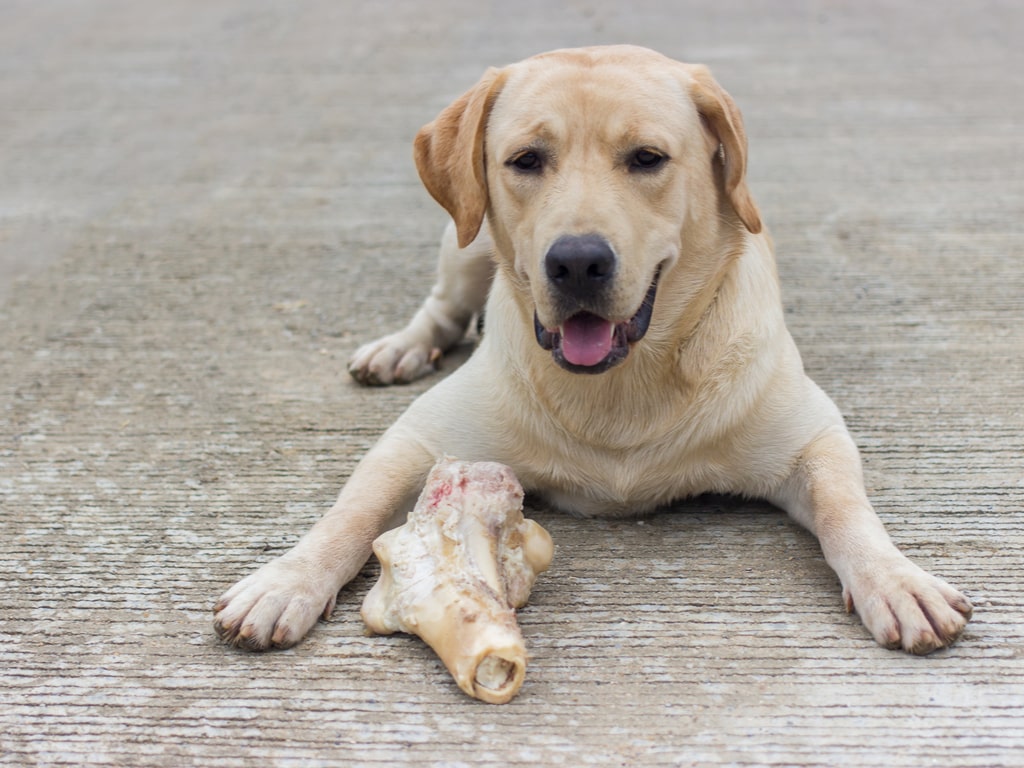 posso dar osso para meu cachorro roer