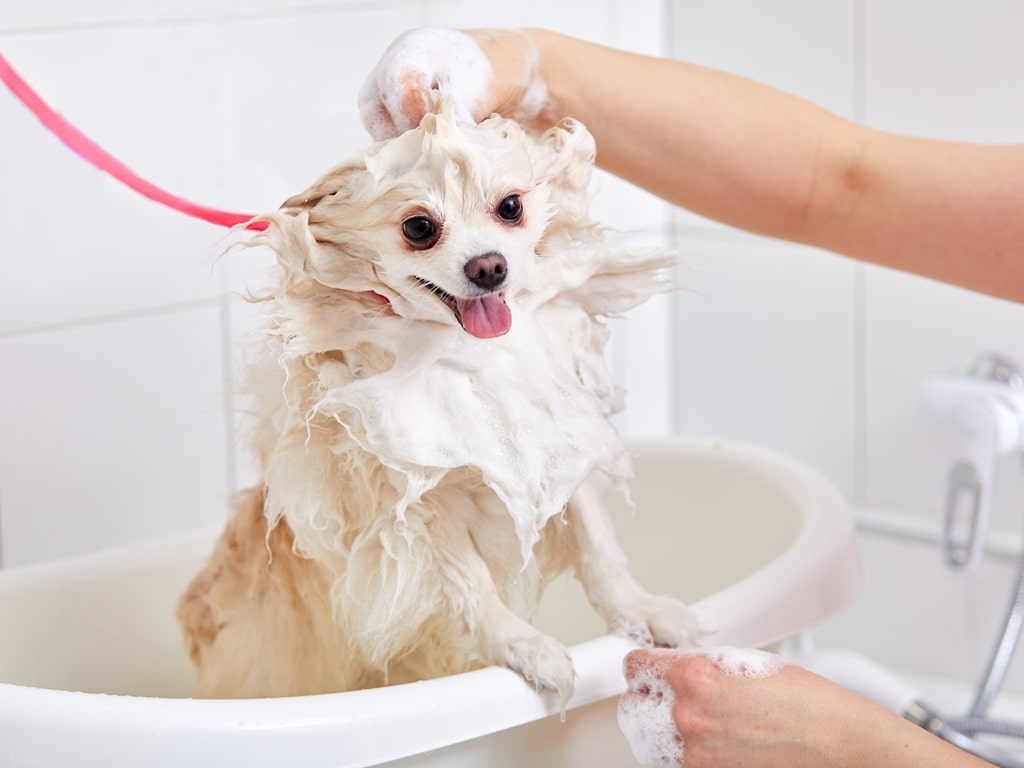 cachorro no banho e tosa