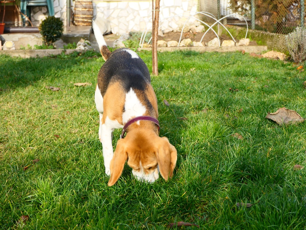 por que cachorro enterra comida