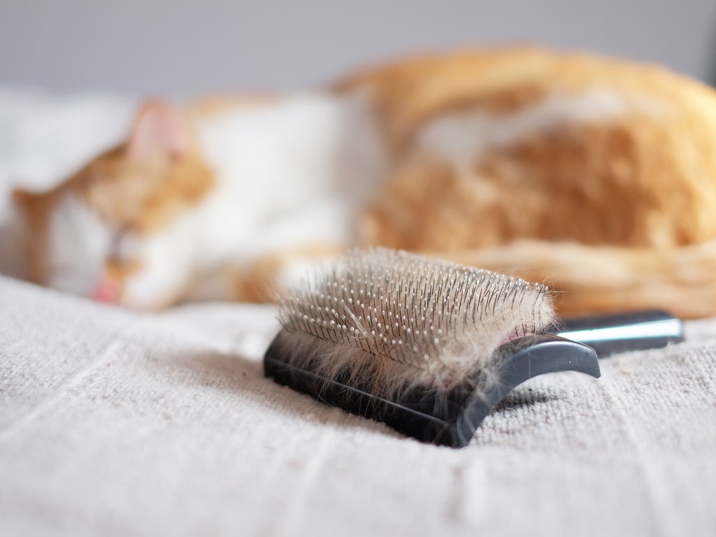 Você tem repar gato soltando muito pelo