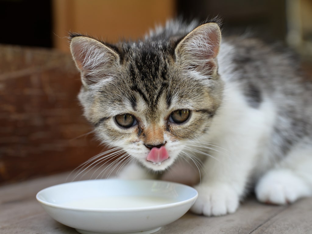 leite corta efeito de veneno