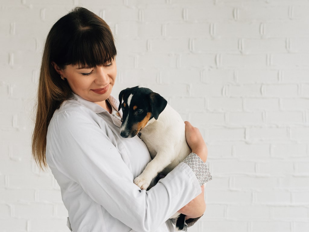 de onde vieram os cachorros