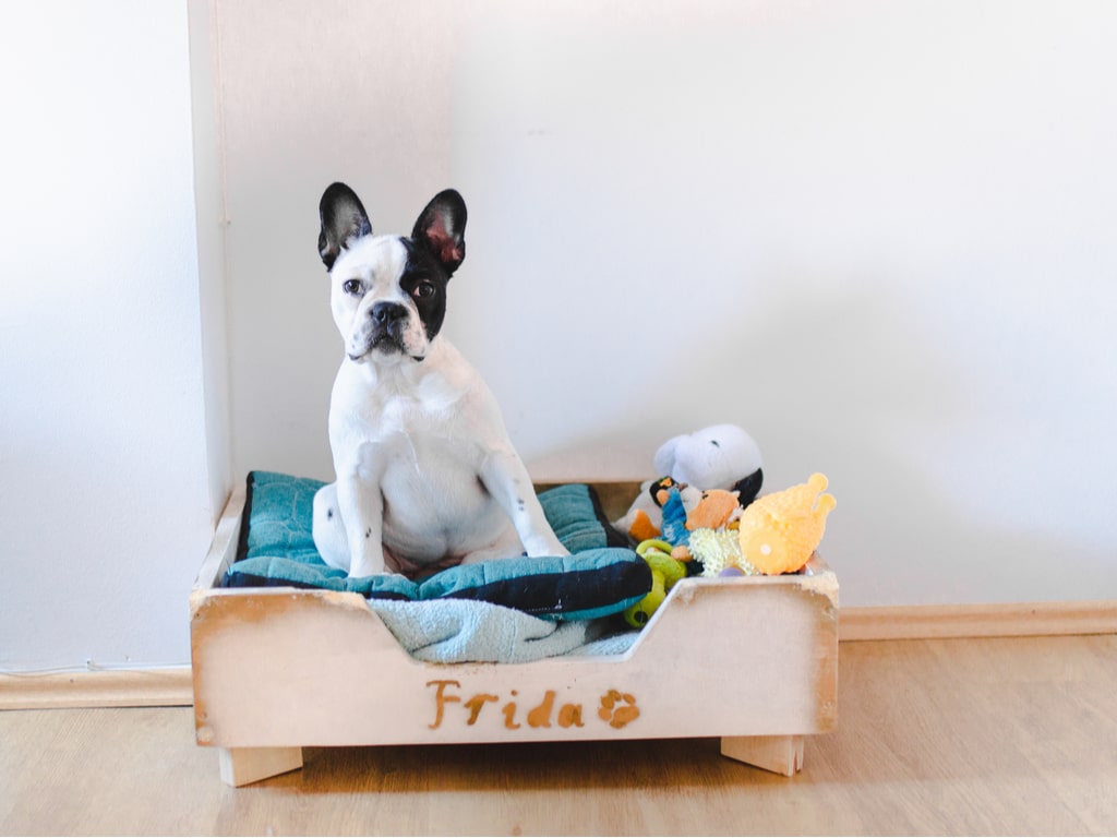 como fazer caminha de cachorro