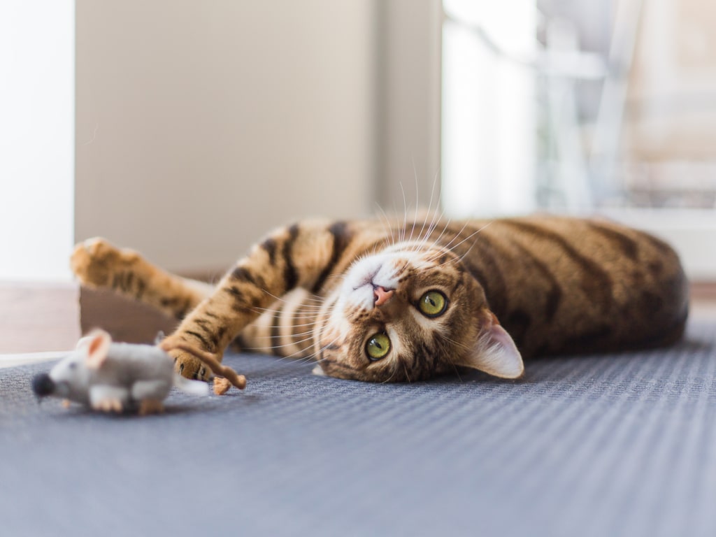 o que é atendimento cat friendly