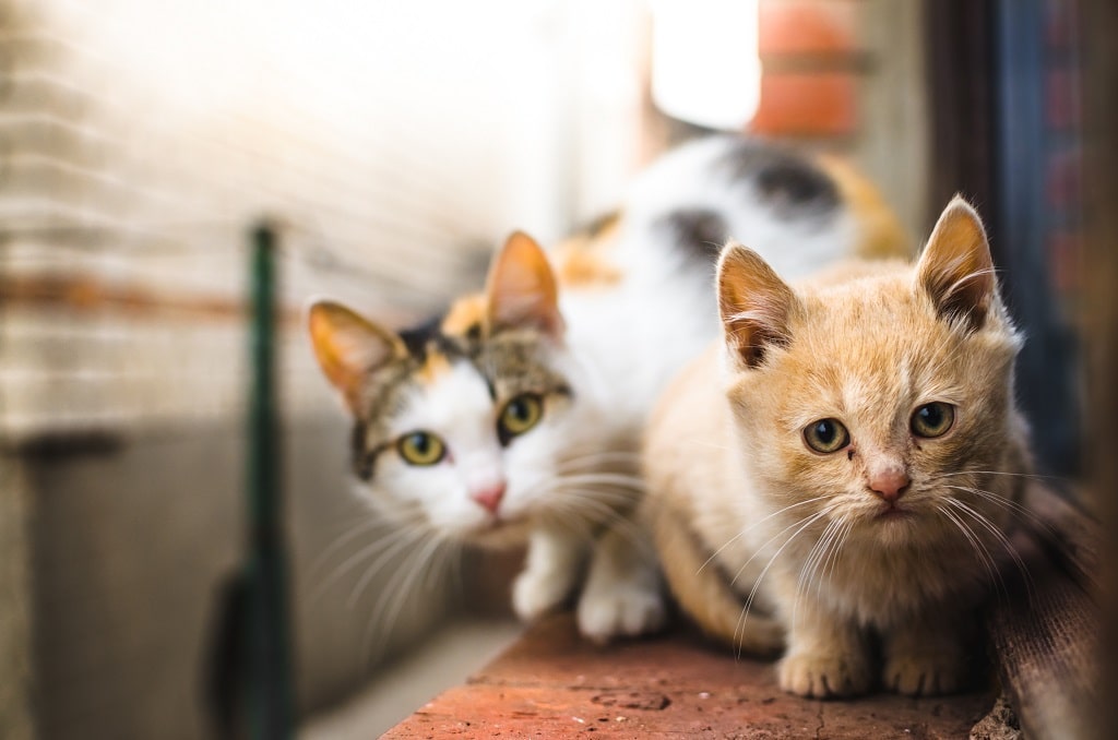 Adaptação de gatos: veja como fazer da forma correta