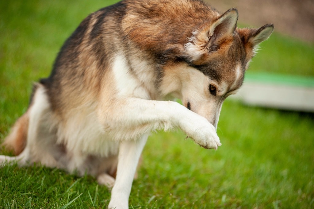 Seu cachorro está com mau hálito? Saiba o que fazer