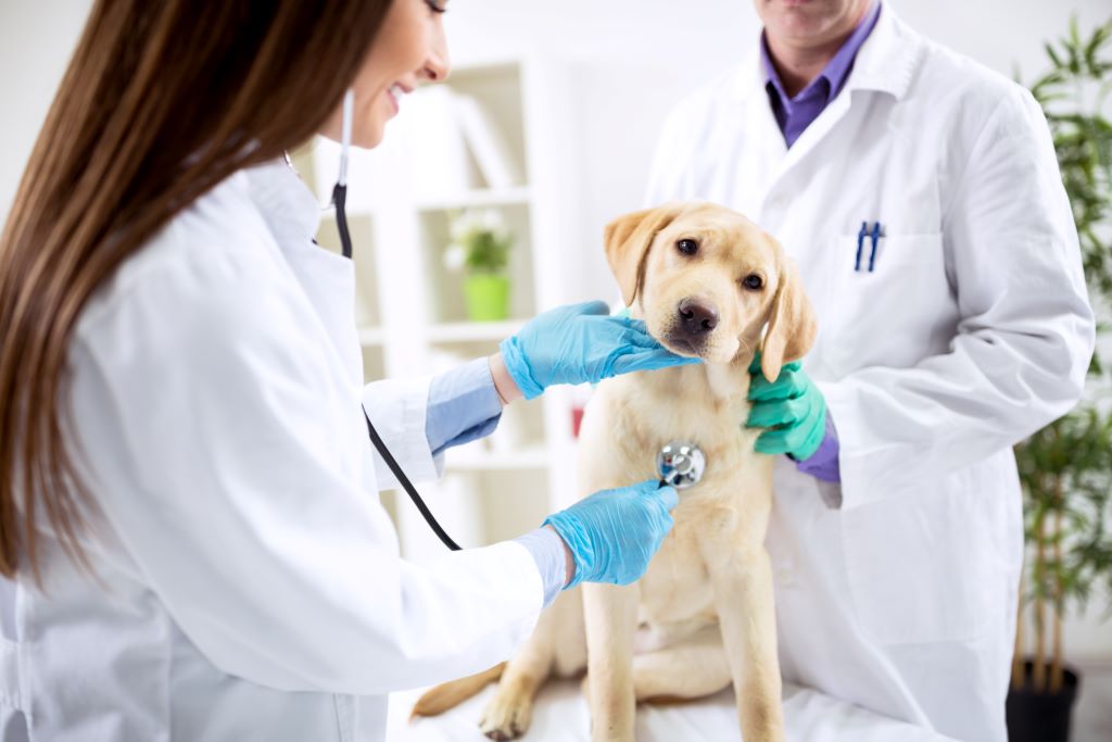 Na imagem, um cachorro filhote sentado em cima de uma mesa de veterinário, uma mulher com jaleco e estetoscópio está ouvindo o coração do cachorro, enquanto o mesmo olha para a câmera. Atrás do cachorro, está um homem, também de jaleco ajudando a segurar o cachorro, ambos estão sorrindo.