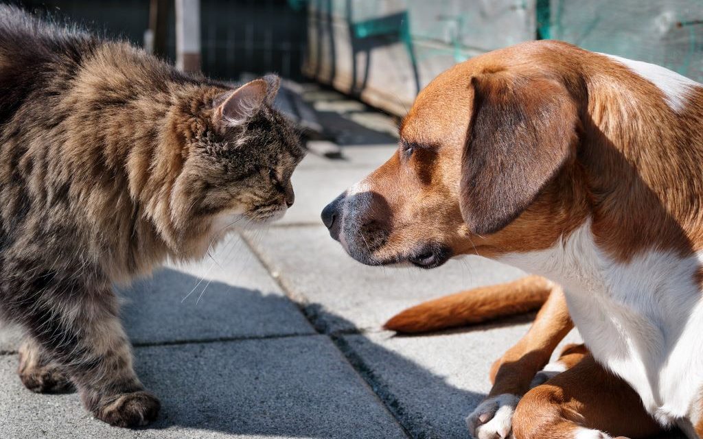 Na imagem, um cão caramelo com o fucinho preto e um gato rajado, bem peludo, se cheirando.