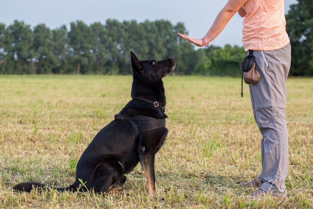 Na foto, um cachorro de porte grande, com pelos compridos pretos está sentado e a sua frente tem um humano, realizando o moviento de comando para que o cachorro fique sentado. O Humano utiliza calça jeans e em sua calça pendurado, está o porta petiscos, muito utilizado no adestramento positivo.