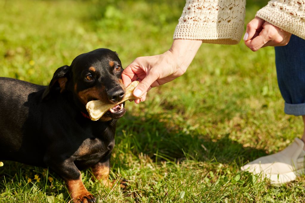 Na imagem um cachorro salsicha preto e uma pessoa entregando para ele um osso. Eles estão em um gramado.