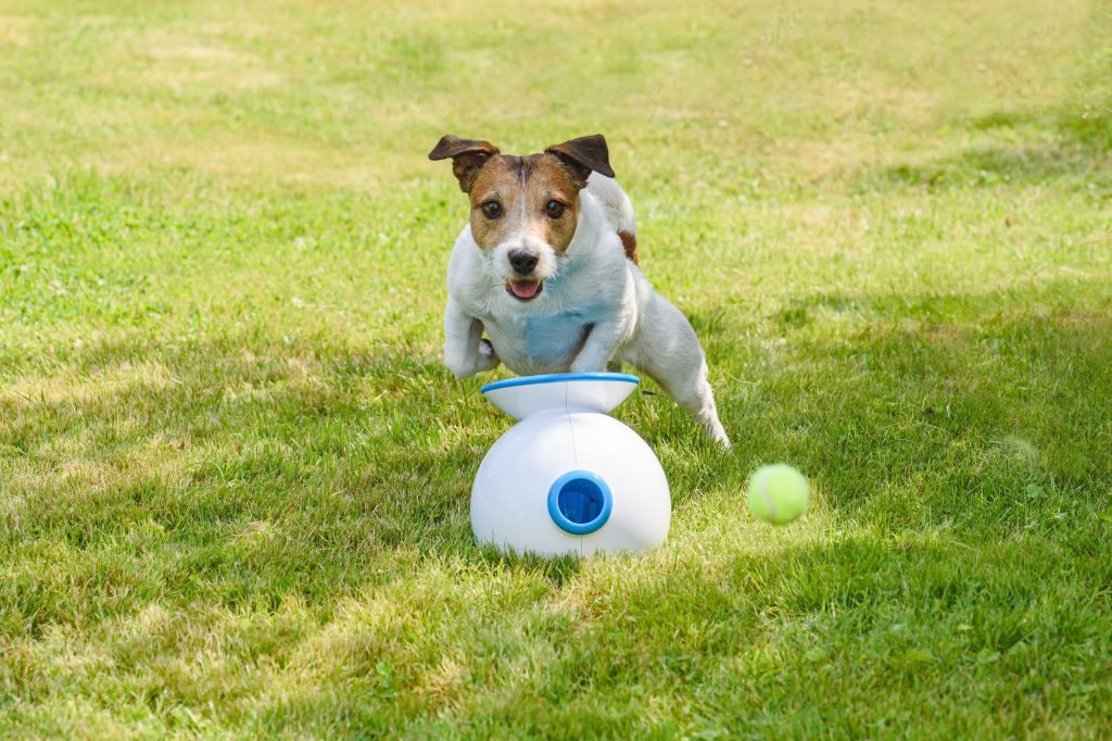 Um cachorrinho correndo atrás de uma bolinha que acabou de ser lançada por um lançador automático de bolinhas para pet.