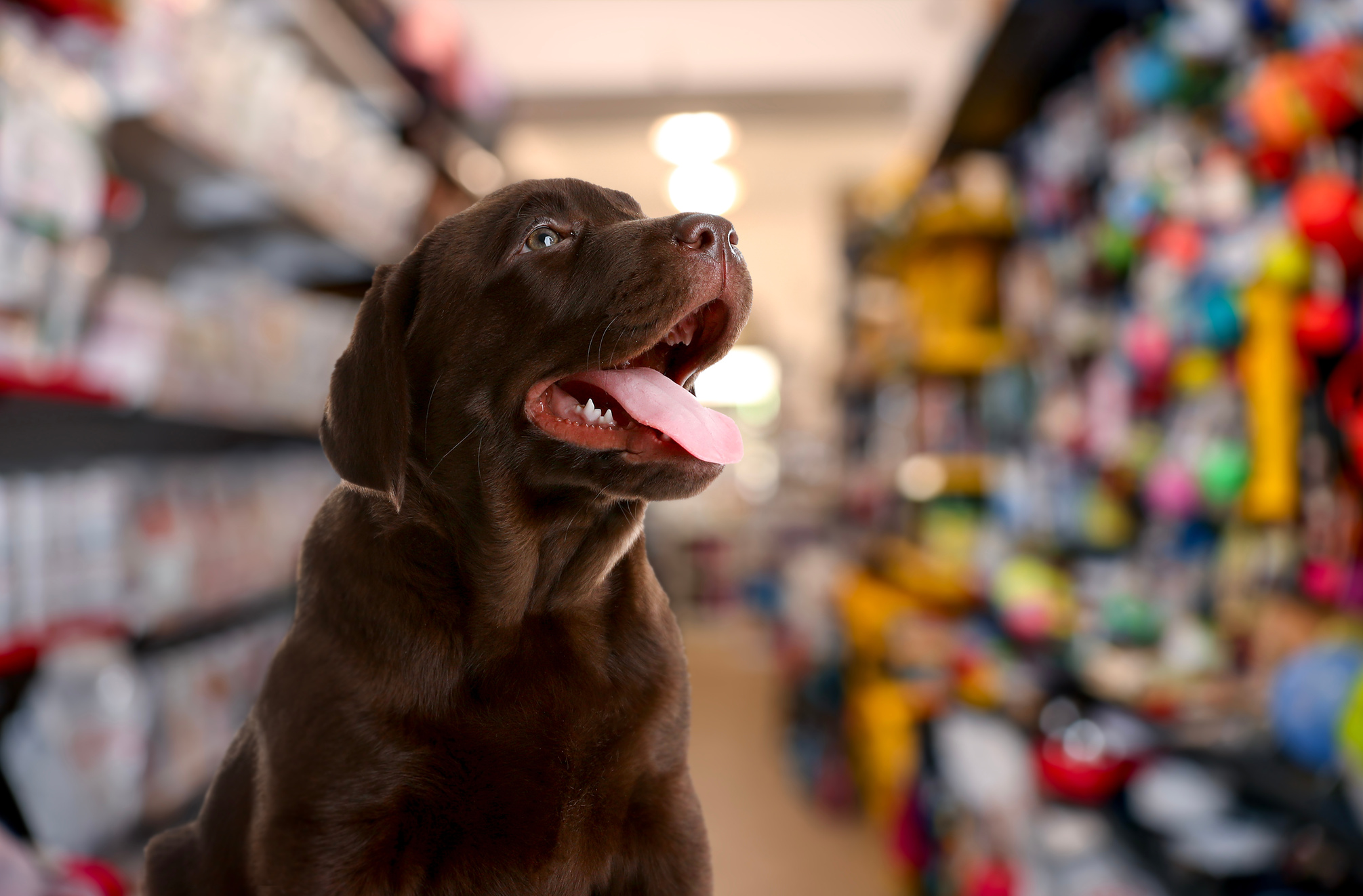 Descubra estratégias eficazes para aumentar as vendas no seu pet shop durante o fim de ano e fortalecer o relacionamento com os clientes.